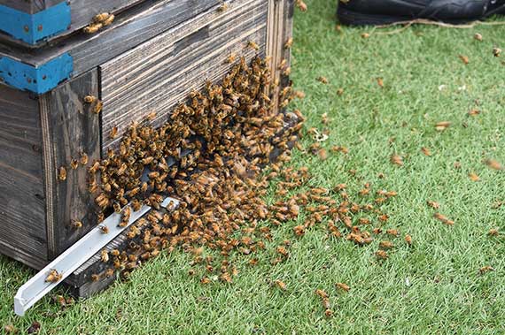 ミツバチのイメージ1